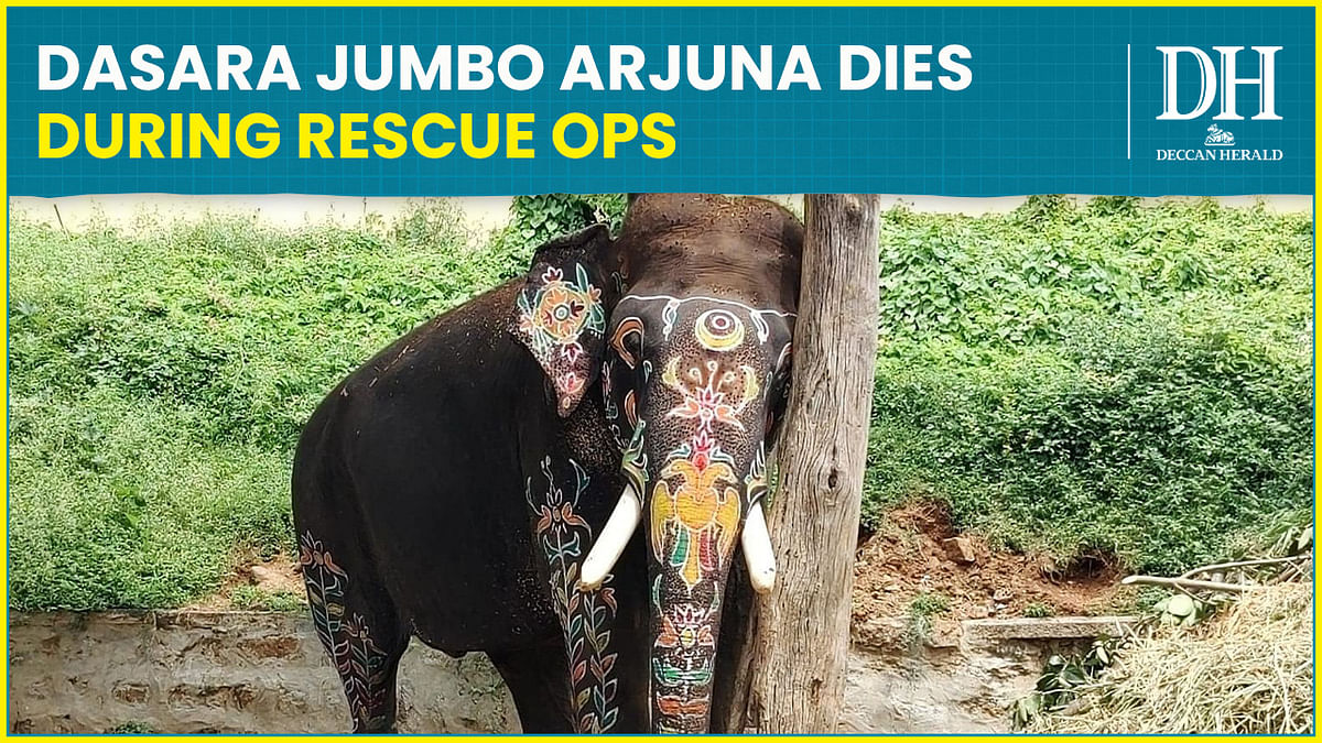 Dasara elephant Arjuna dies during rescue operation in Sakleshpur
