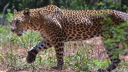 Leopard strays into residential area near Pune; rescued after five hours - Vimarsana News