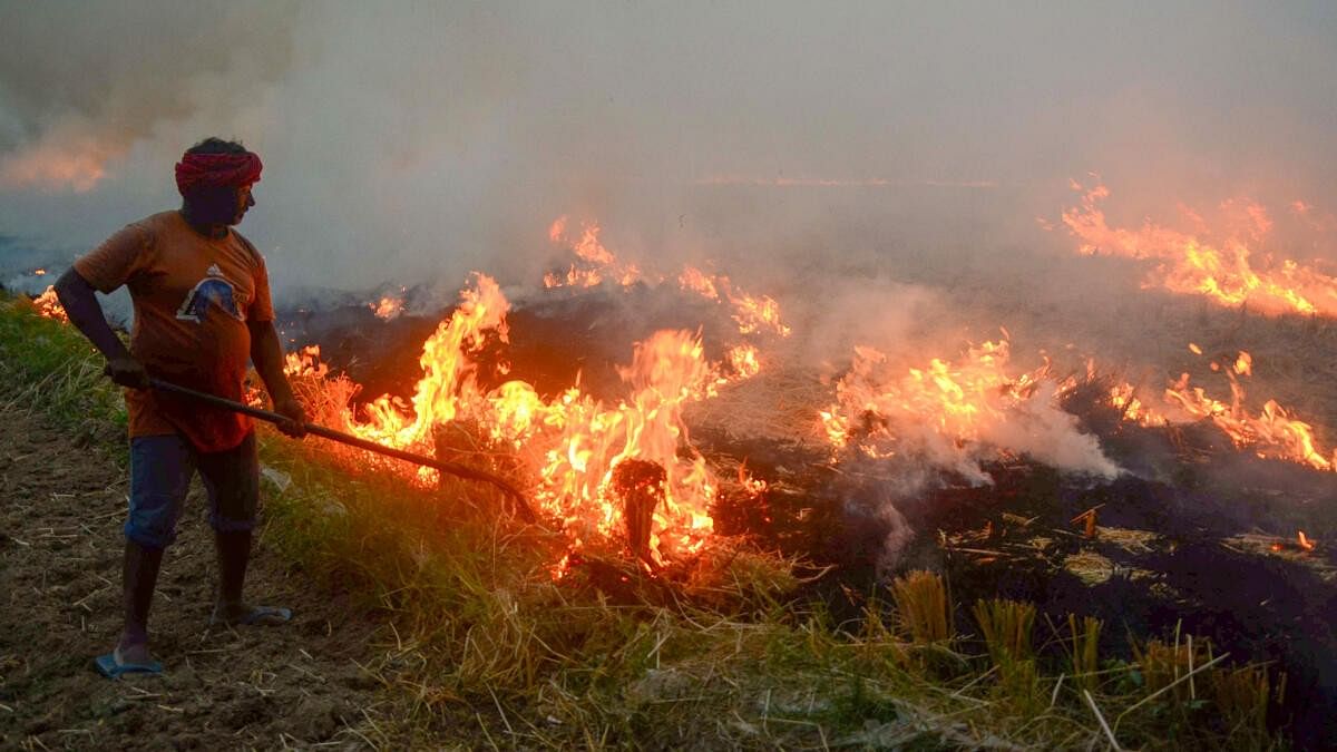 NGT asks Punjab govt to disclose how it will achieve target of reducing stubble burning incidents