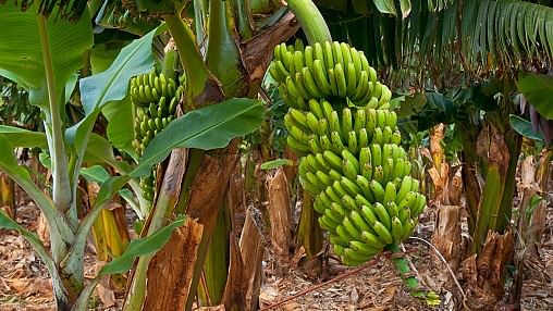 India aims at $1 billion fresh banana exports in next 5 years