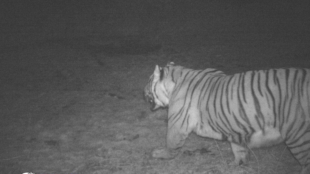 Royal Bengal Tiger spotted in Sikkim at an altitude of 3,640 metre