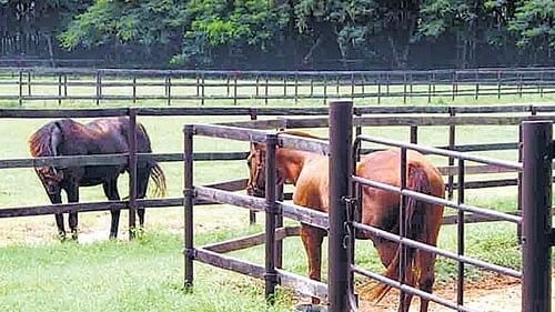 Township plan may relegate Kunigal stud farm to history pages   