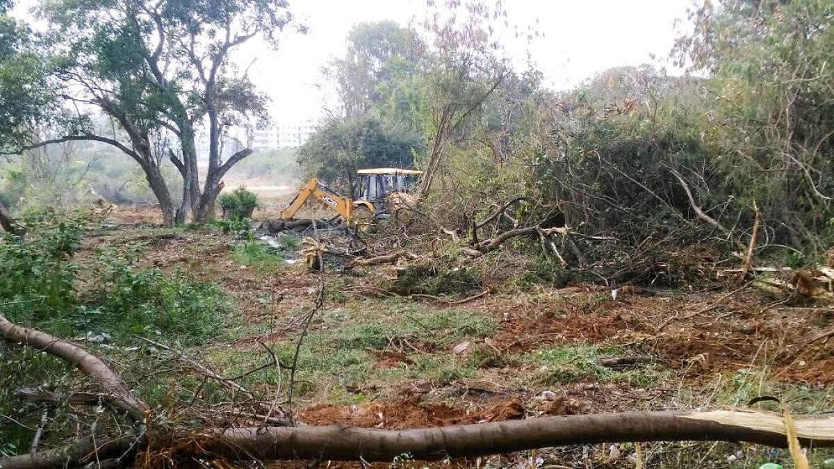 Cong seeks action against MP Simha’s brother for felling trees on Govt lands