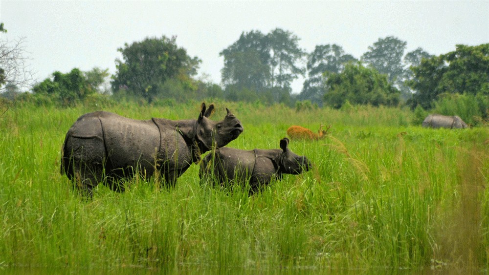 Rhinos return to Assam's Laokhowa-Burachapori wildlife sanctuaries after 40 years