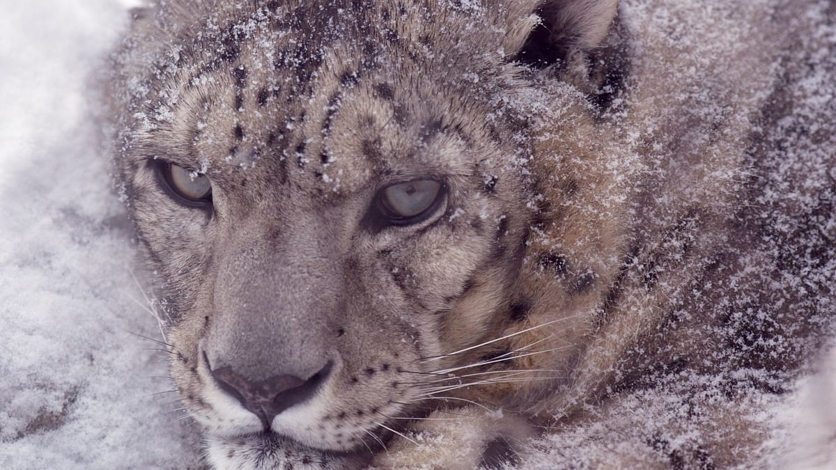 First-ever survey puts India’s snow leopard count at 718