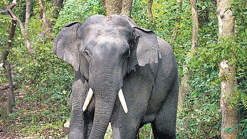 Elephant falls into well in Jharkhand, rescue operation on - Vimarsana News