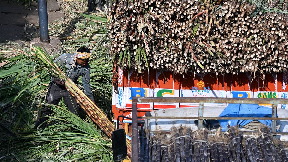 Makar Sankranti: Festive cheer bittersweet in Bengaluru with soaring sugarcane prices