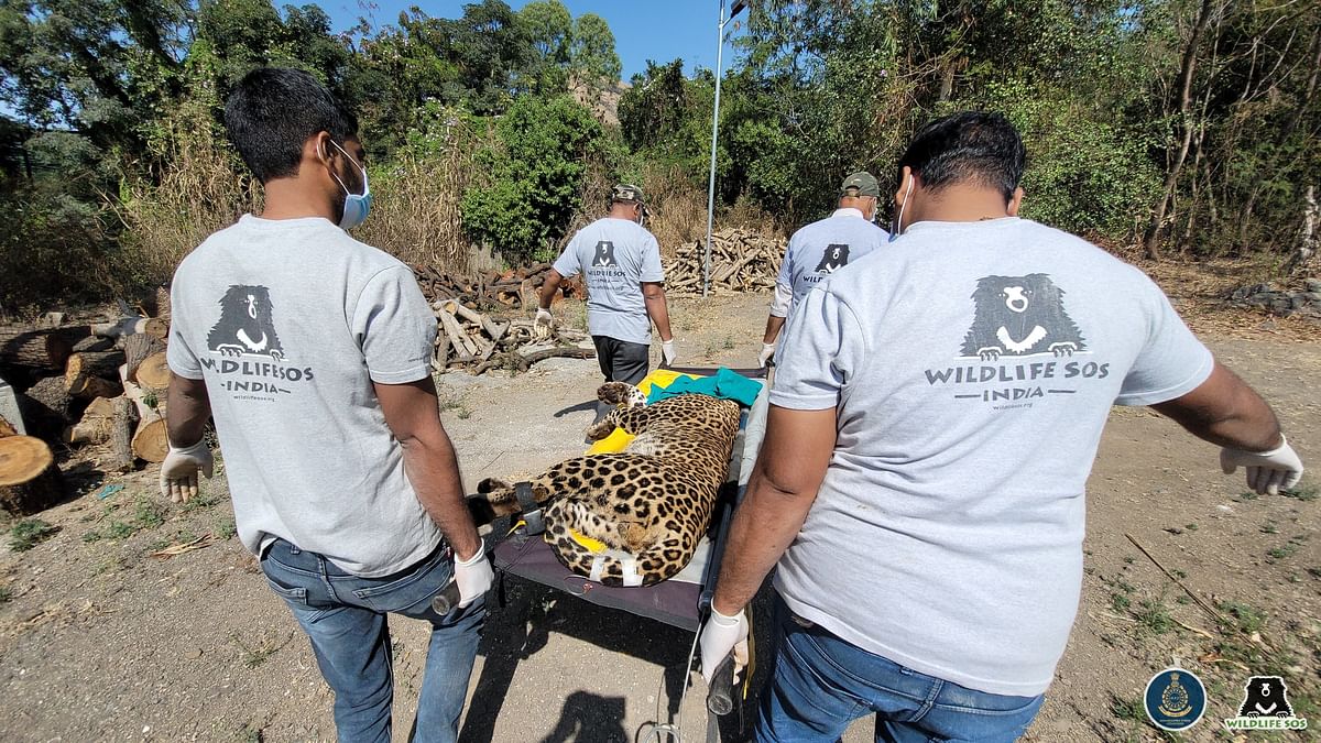 Leopard injured in road accident on Pune-Nashik Highway, rescued by Wildlife SOS