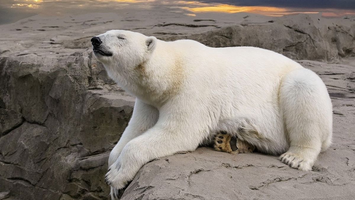 First polar bear to die of bird flu – what are the implications?