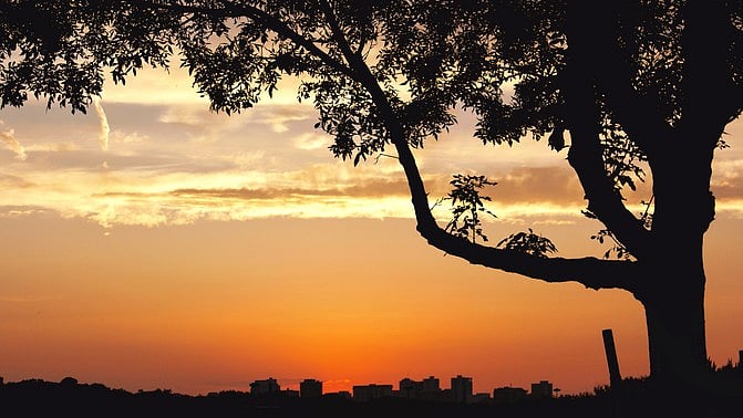 Dalit youth found hanging from tree in UP's Saharanpur - Vimarsana News