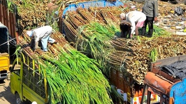 Modi govt approves hike in sugarcane FRP by Rs 25 to Rs 340 per quintal amid farmers' protest