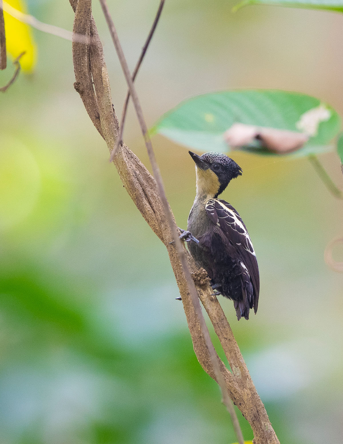 A heart-spotted woodpecker.