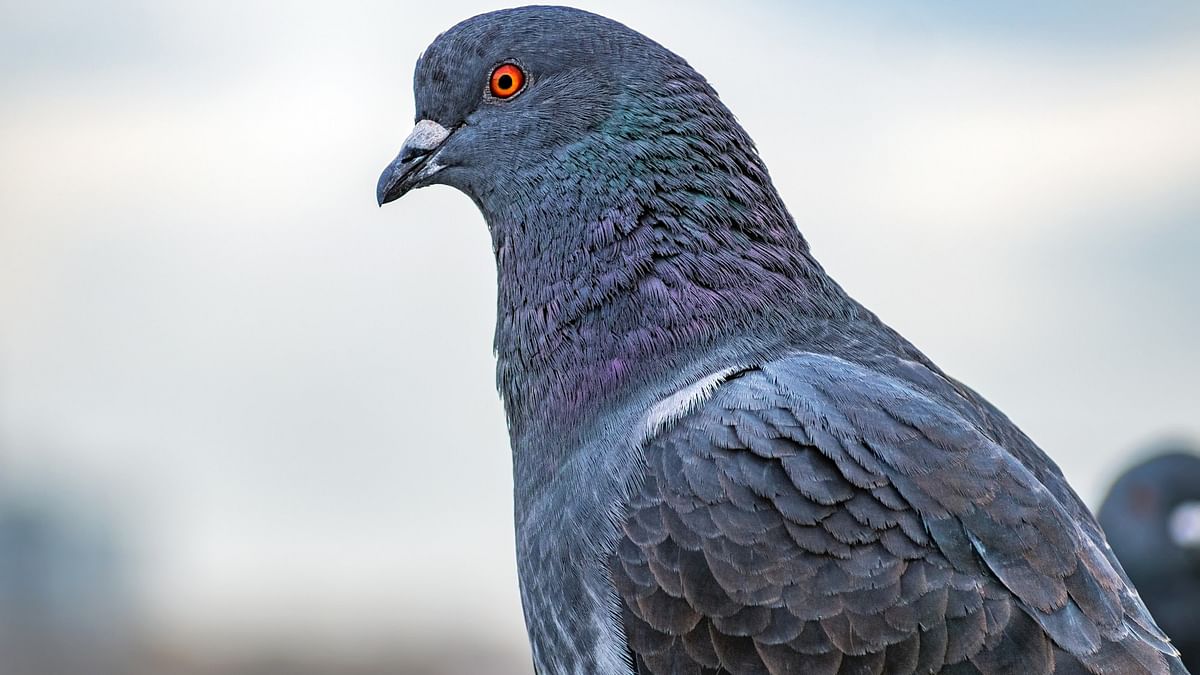 Pigeon suspected of spying for Chinese released after 8 months: Mumbai police