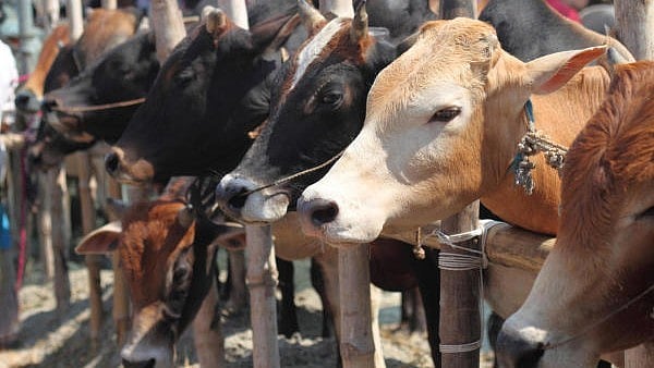 Elderly man gored to death by bull in UP's Bareilly; FIR against veterinary welfare officer - Vimarsana News
