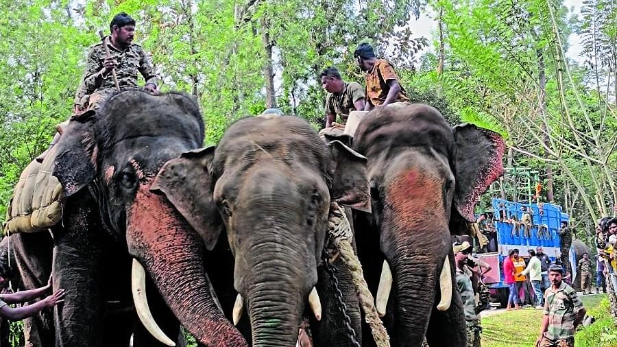 Capturing elephants is no solution