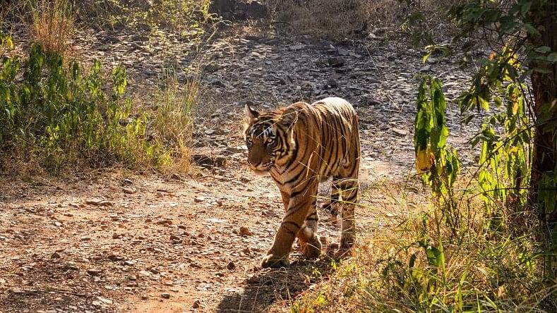 Rescued tigress released into Atmakuru forest in Andhra Pradesh