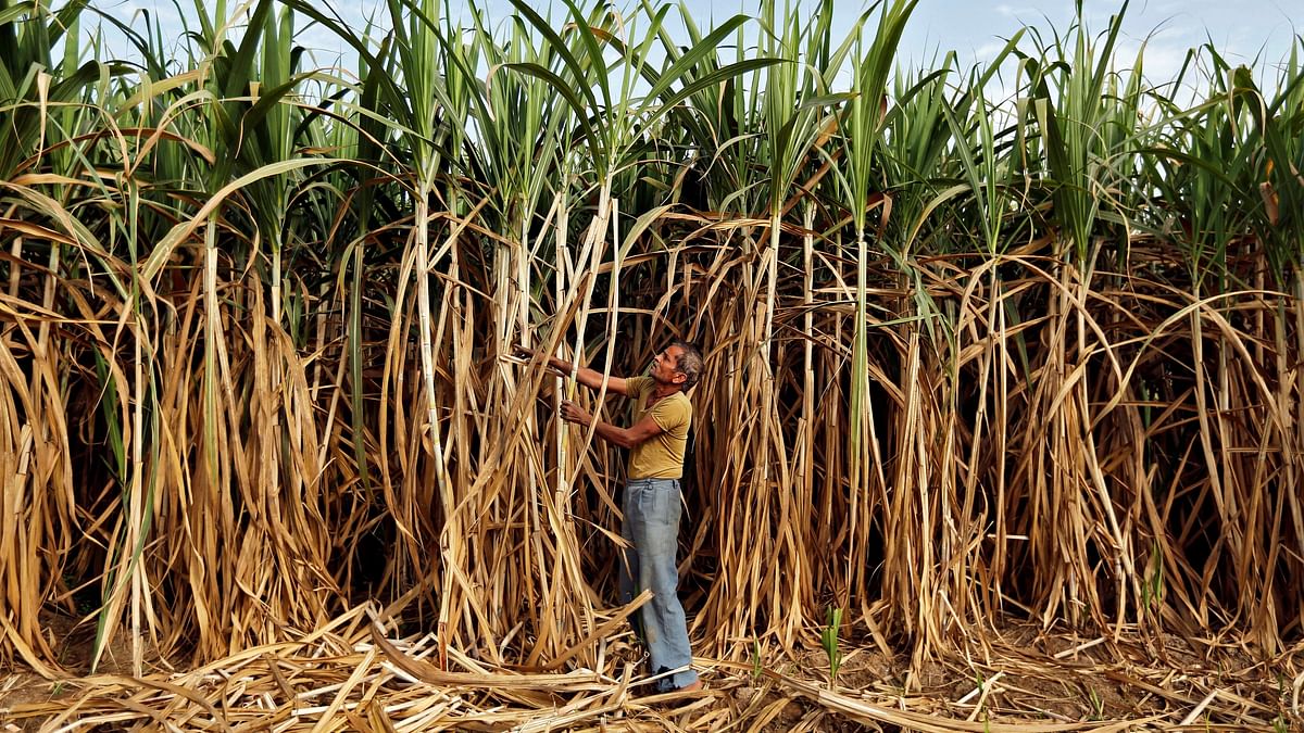 Centre mulling hiking sugarcane floor price by 8% for next season