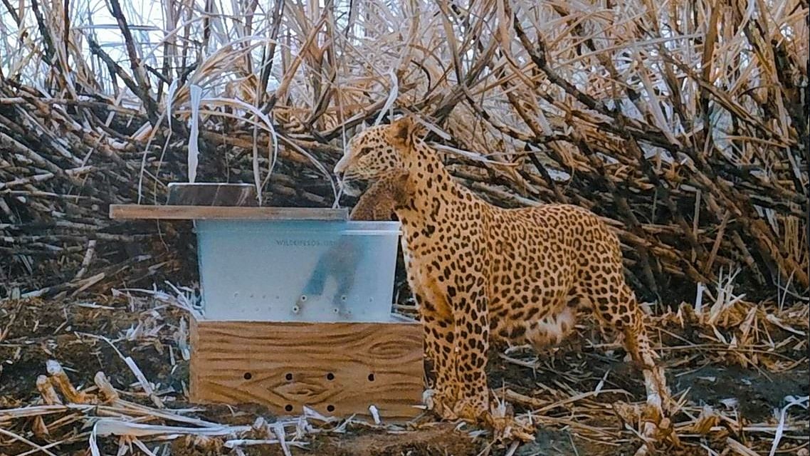 The leopard cub was safely reunited with its mother.