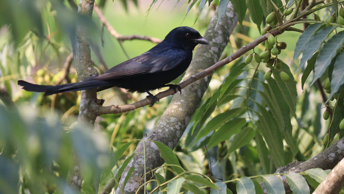 An ode to a Koel 