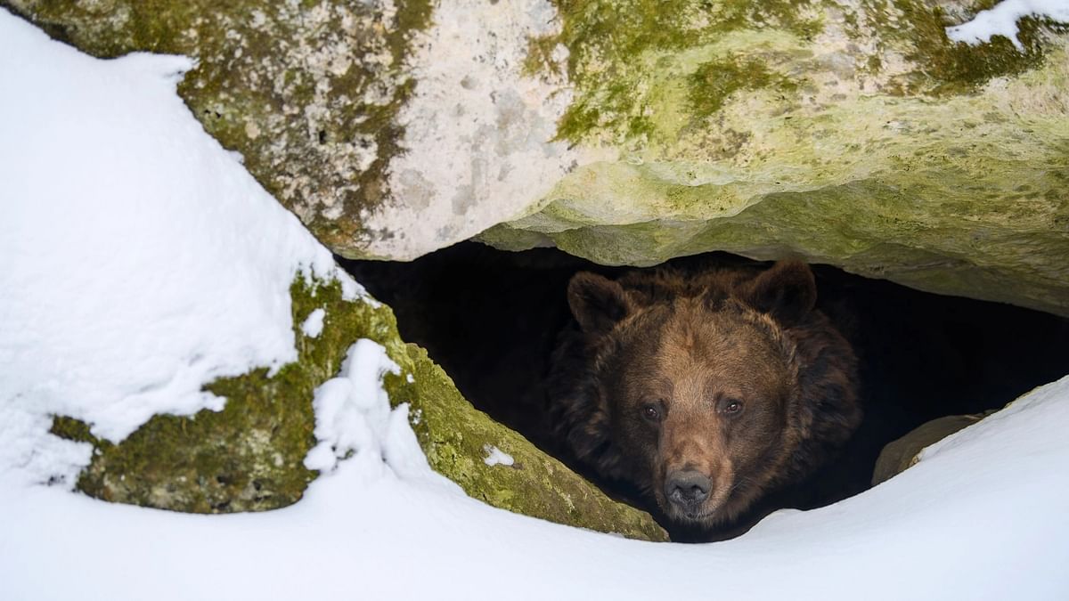 Rare Tibetan brown bear sighted in Sikkim