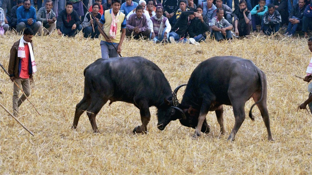 PETA India moves Gauhati High Court seeking a ban on buffalo, bulbul fights revived in Assam