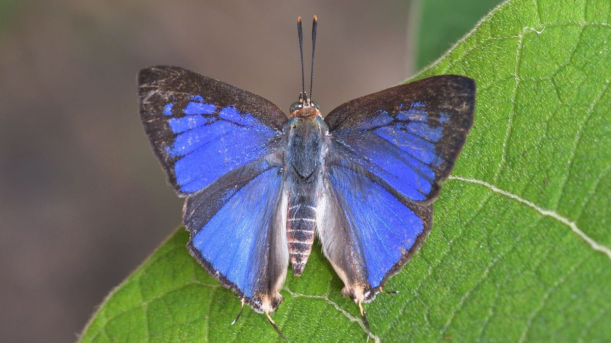 Researchers discover new species of butterfly in Megamalai