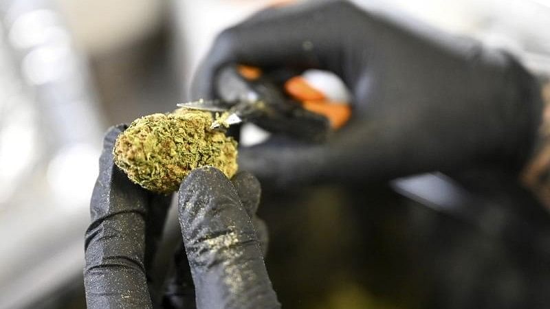 US federal scientists recommend easing restrictions on marijuana