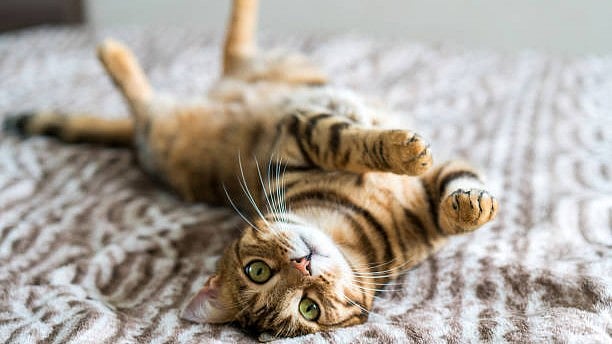 Won't my cat get bored if I keep it inside? Here's how to ensure it's happy - Vimarsana News
