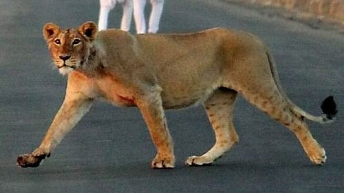Lioness hit by goods train in Gujarat; survives with minor injuries