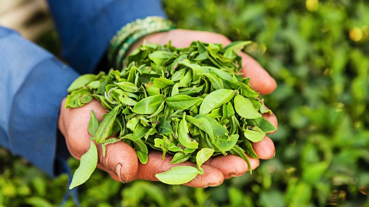 Centre okays more stringent & frequent tea testing for domestic, foreign-imported leaves