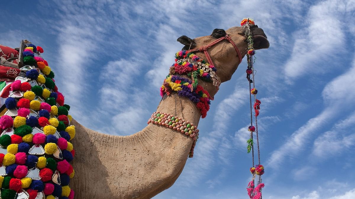 Kerala groom lands in trouble after riding camel through busy road