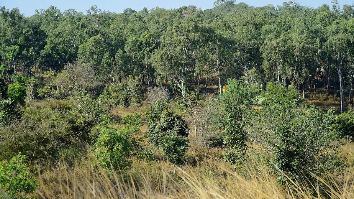 Forest dept reclaims 7 acres of encroached Turahalli woodland  