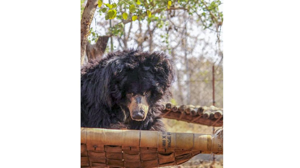 India's oldest sloth bear in captivity dies at 36 in Bhopal zoo