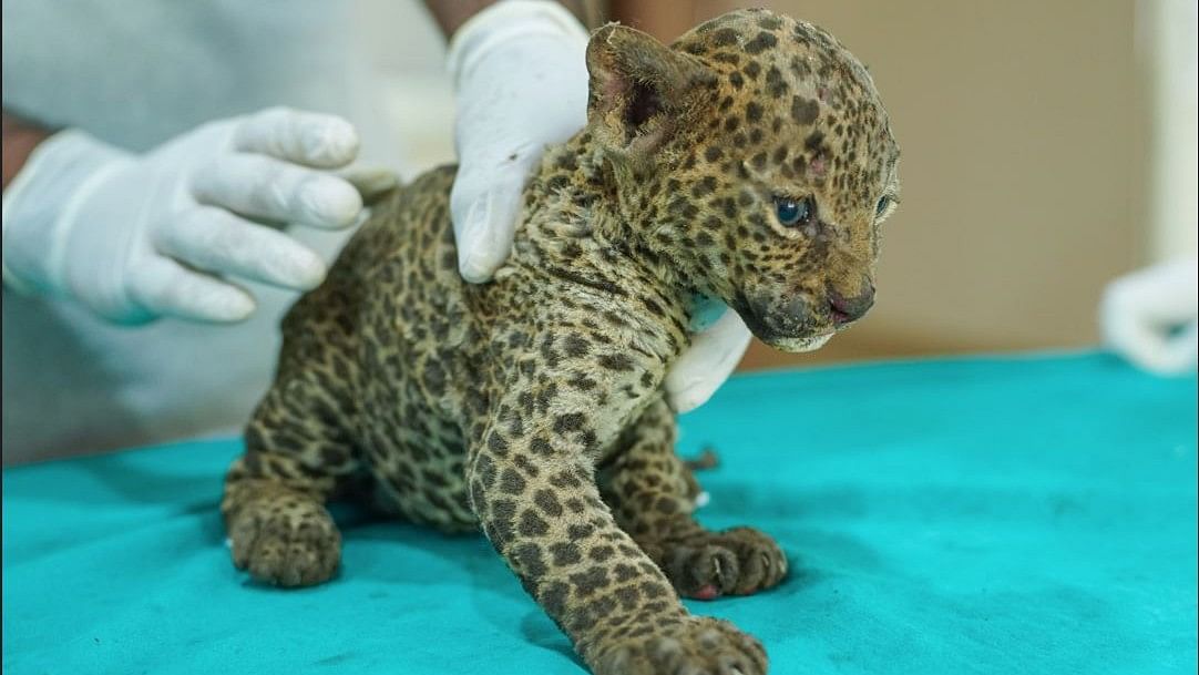Leopard cub reunited with mother after being rescued from sugarcane field