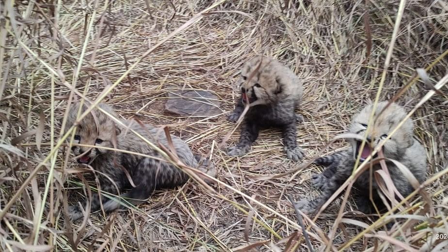Namibian cheetah Aasha gives birth to three cubs in MP's Kuno National Park