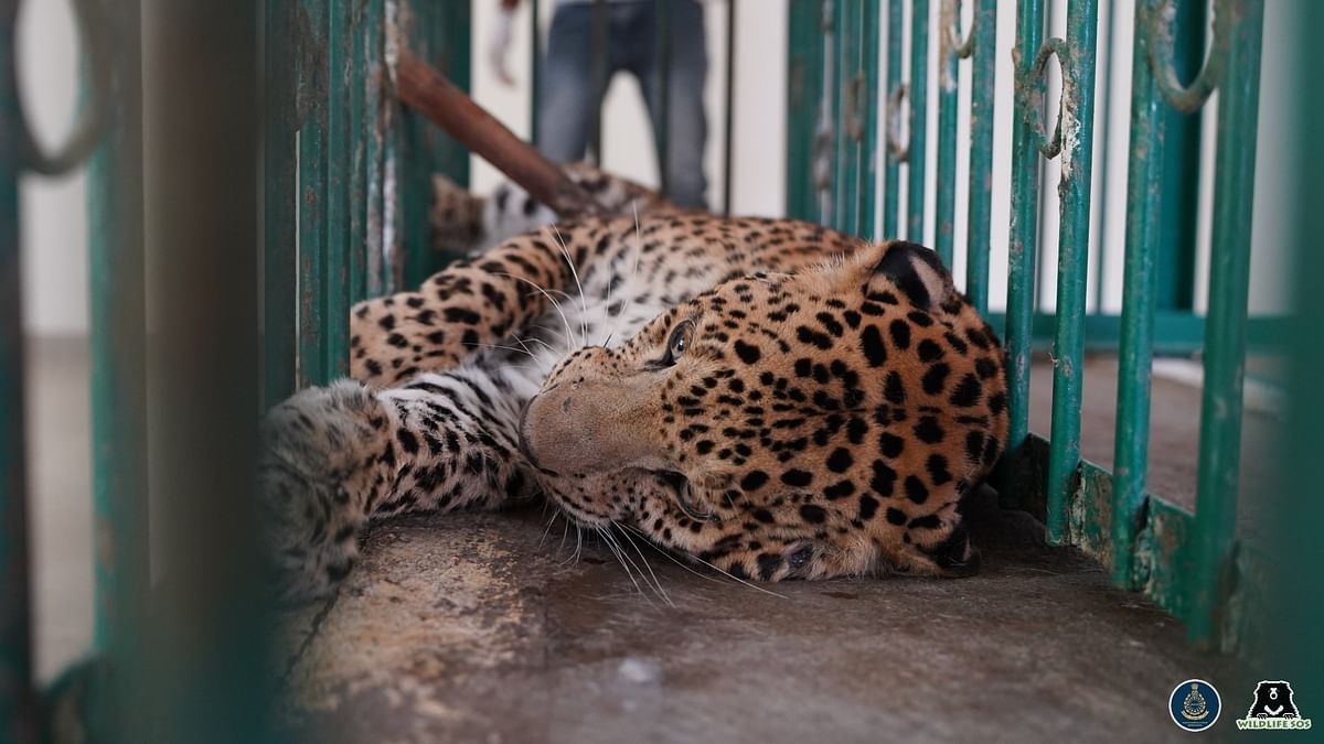 Tamil Nadu forest officials trap leopard which killed many farm animals