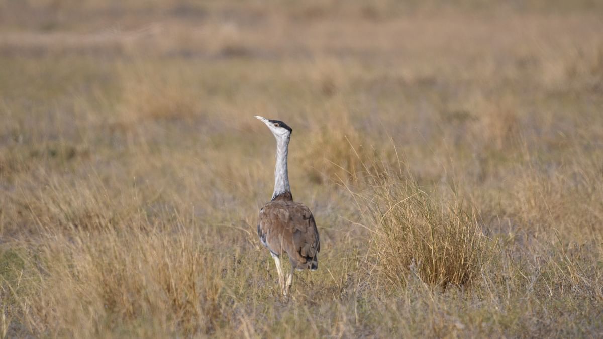 When the Great Indian Bustard was almost named India's national bird