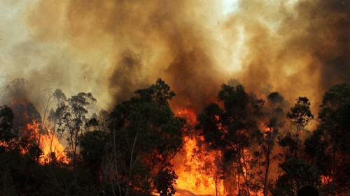PoK forest fire spreads to Indian side, security forces on alert