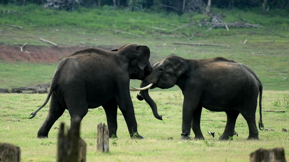 Food fragmentation makes elephants in Kabini aggressive: Study