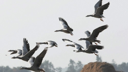 40,000 to 50,000 migratory birds arrive at Punjab's Harike Wetland