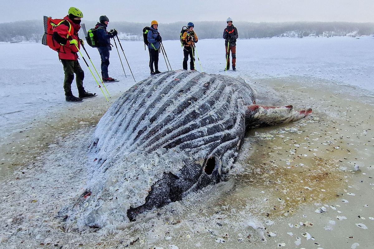 A tour group on an ice-skating trip from Moss, Norway gathers around a humpback whale carcass that got stranded in the Moss Sound.