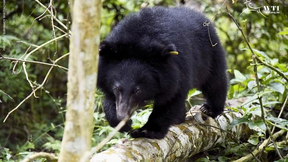 Arunachal's Pakke Tiger Reserve begins survey on Asiatic black bears 