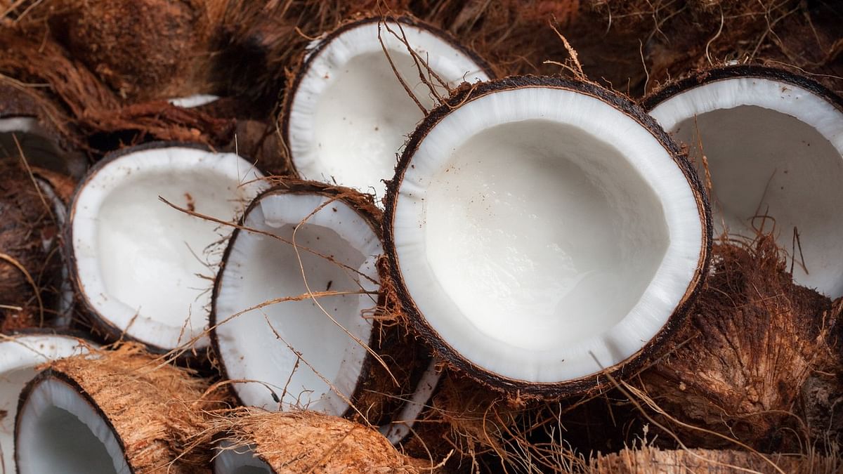Coconut farming: A tough nut to crack