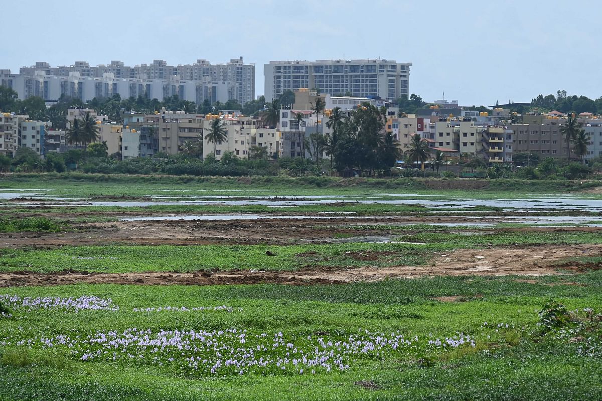 The National Green Tribunal (NGT) deadline to set up sewage treatment plants to stop sewage from entering Bellandur and Varthur (in pic) lakes will expire in December. DH FILE PHOTO