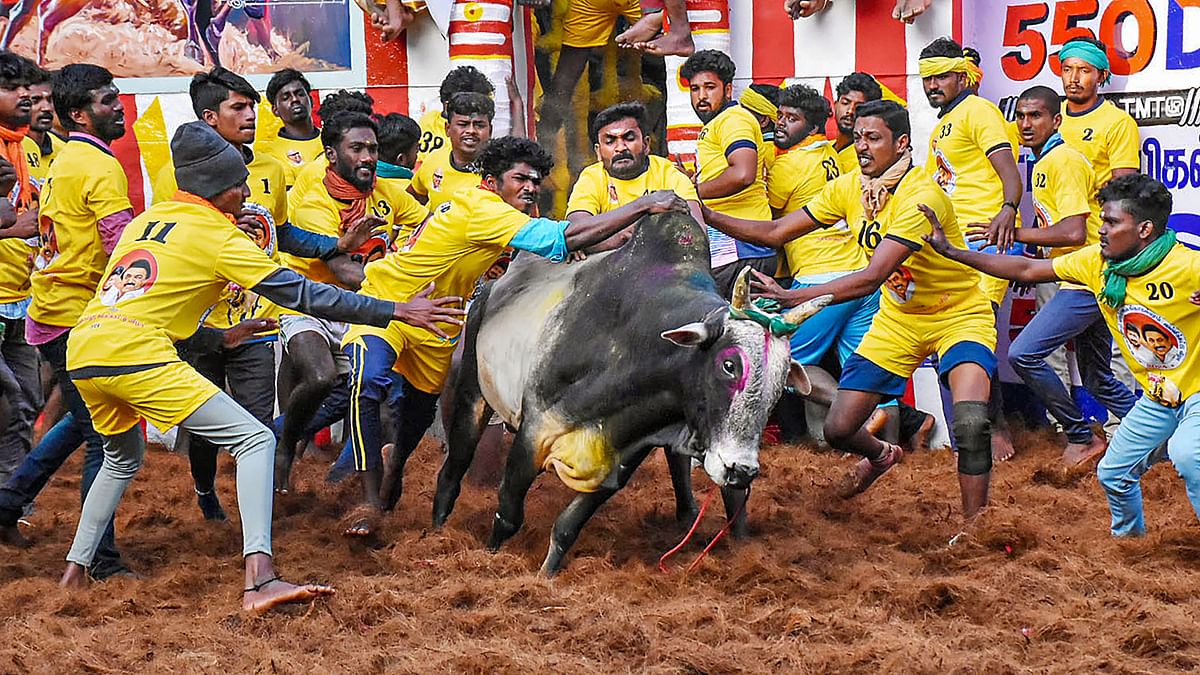 Jallikattu 2024: 7 stunning pictures from the bull-taming sport
