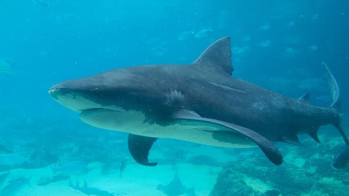 Shark attacks woman swimming in Sydney Harbour