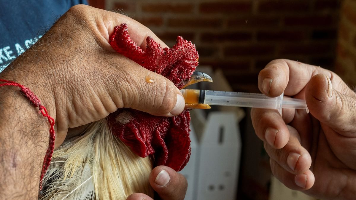 Ahead of cockfighting season, Viagra, Shilajit to boost roosters in Andhra Pradesh