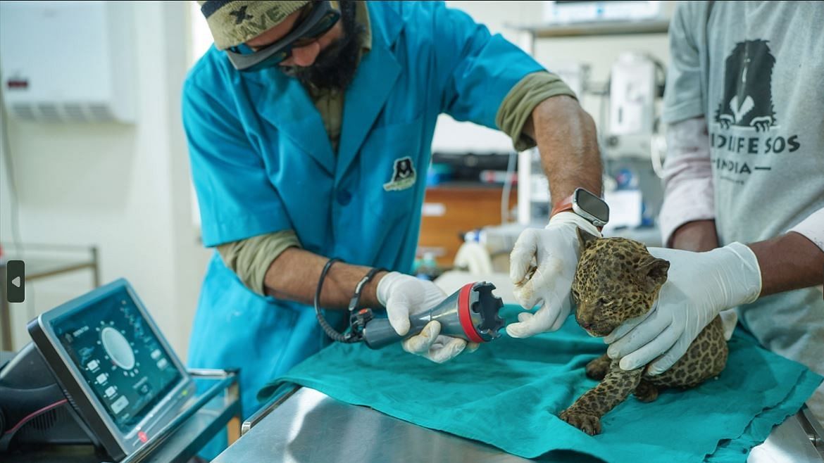 Leopard undergoing treatment at the Manikdoh Leopard Rescue Centre.