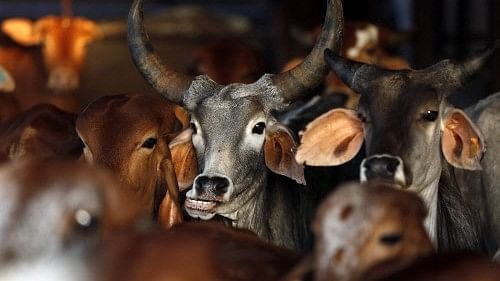 2 cow-smugglers injured in encounter with police in UP, constable hit by bullet