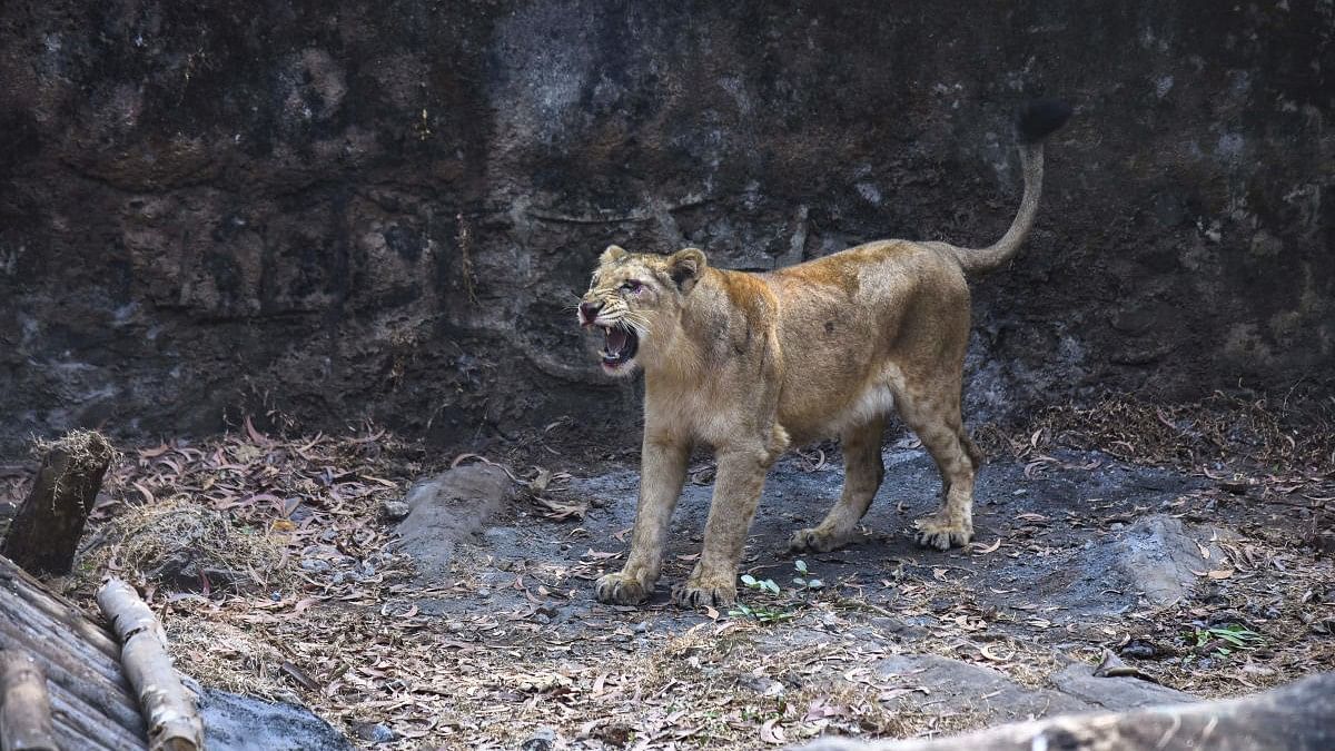 Lioness captured after attacking 3 persons in Gujarat dies during medical treatment